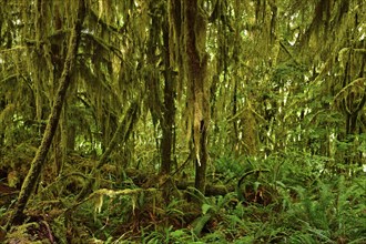 Temperate rainforest, Vancouver Island, British Columbia, Canada, North America