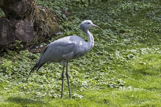 Blue crane, Stanley crane, paradise crane (Grus paradisea) national bird of South Africa