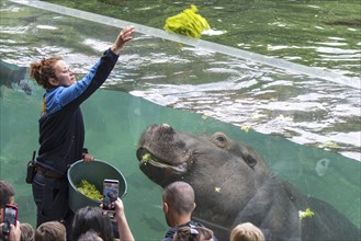 Zoo visitors watching female zookeeper feeding swimming hippo (Hippopotamus amphibius) at the