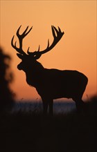 Red deer (Cervus elaphus), stag