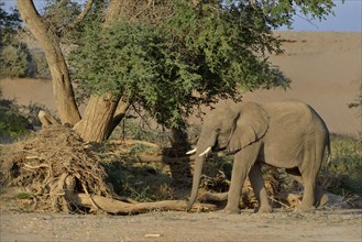 Desert elephant, African elephant (Loxodonta africana), in the dry riverbed of the Huab,