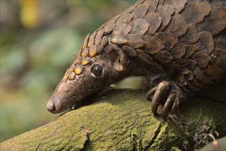 Long-tailed pangolin (Phataginus tetradactyla), Mangamba, Littoral Province, Cameroon, Africa