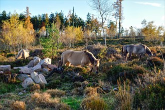 Konik horses, backbred forest tarpan (Equus islandicus), Schliffkopf, Black Forest National Park,