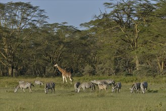 Rothschild Giraffe or Ugandan Giraffe (Giraffa camelopardalis rothschildi) and Grant's Zebras