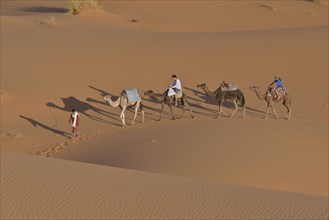 Tourists riding camels, Sahara, Meknès-Tafilalet region, Morocco, Africa