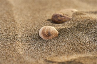 Shellfish lying on the beach, "Platja del Fangar", nature reserve, ebro delta, Catalonia, Spain,