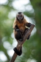 Weeper Capuchin (Cebus nigrivittatus), Wedge-capped Capuchin