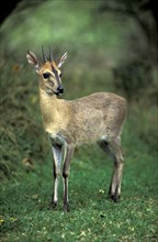 Common Duiker (Sylvicapra grimmia), Kwazulu Natal, South Africa, Africa