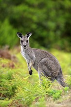 Eastern Grey Kangaroo (Macropus giganteus), male, Wilson Promontory national park, Australia, side,