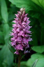 Heath Spotted Orchid (Dactylorhiza maculata), Germany, Europe