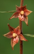 Dark Red Helleborine (Epipactis atrorubens), Lower Saxony, Germany, Europe