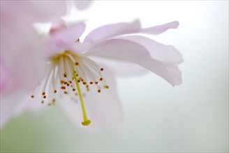 Japanese cherry (Prunus sargentii)