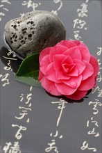 Camellia and stone, Japanese (Camellia japonica) characters