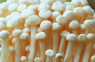 Enoki mushrooms, Golden needle mushroom (Flammulina velutipes)