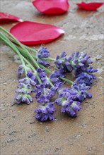 Lavender flowers (Lavandula angustifolia) and rose petals, aromatic plants