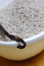 Vanilla pod, vanilla sugar (Vanilla planifolia), vanilla pod, sugar, vanilla