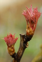 Peony Zong Sheng, leaf shoot (Paeonia suffruticosa hybrid) , peony