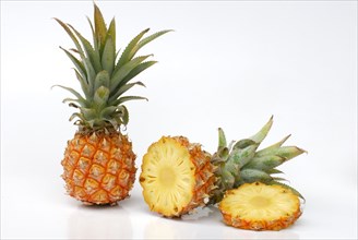 Pineapple (Ananas comosus)