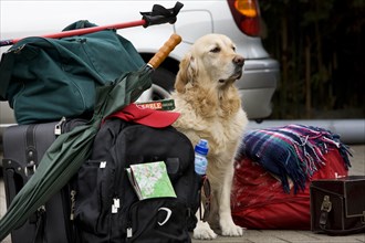 Golden domestic dog (Canis lupus familiaris) guards luggage