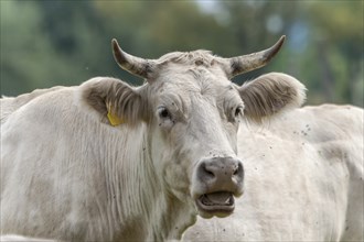 Charolais cattle, Palatinate, Rhineland-Palatinate, Germany, Europe