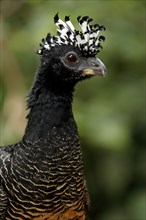 Bare-faced curassow (Crax fasciolata), female, Pantanal, Brazil, South America