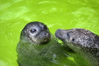 Harbor seals, harbour seal (Phoca vitulina)