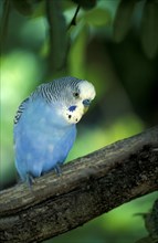 Budgerigar (Melopsittacus undulatus), male