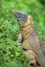 Grand Cayman Rock Iguana, male, Grand Cayman (Cyclura nubila lewisi)