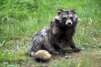 Raccoon dog (Nyctereutes procyonoides), Enok