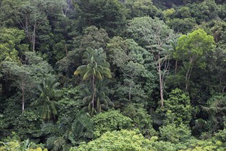 Tropical rainforest, Sabah, Borneo, Malaysia, Asia