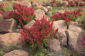 Bladderdock, Sturt national park, New South Wales, Australia (Rumex vesicarius)