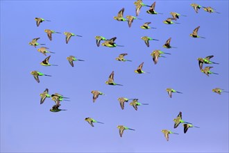 Budgerigars (Melopsittacus undulatus), New South Wales, Australia, Oceania