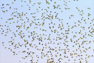 Budgerigars (Melopsittacus undulatus), New South Wales, Australia, Oceania