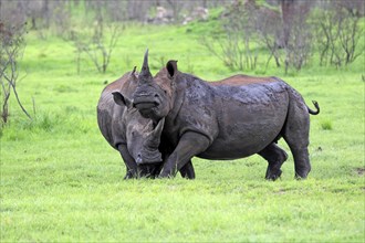 White rhinoceroses (Ceratotherium simum), male, Sabi Sabi Game Reserve, Kruger National Park, South