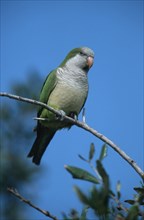 Monk parakeet (Myiopsitta monachus), Florida, USA, Monk Parakeet, USA, North America