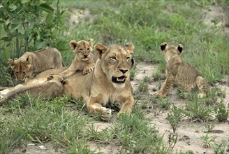 African lions (Panthera leo), lioness and cubs, Sabie Sand Game Reserve, South Africa nian lion,