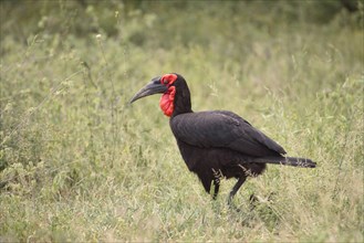 Southern ground hornbill, Kruger National Park, South Africa, Africa