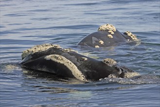 Southern Right Whales (Eubalaena australis), South Africa (Balaena glacialis australis)