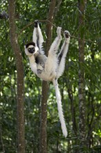 Verreaux's Sifaka, Berenty Private Reserve (Propithecus verreauxi verreauxi), Madagascar, Africa