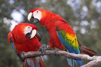 Scarlet macaw (Ara macao)