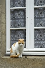 House cat on windowsill, Vannes, Morbihan, Brittany, France, Europe