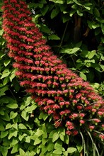 Echium wildpretii (Echium wildpretii) Teide Snakehead