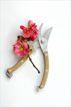 Chaenomeles japonica (Chaenomeles japonica) and garden shears, scissors