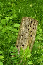 Insect hotel, tree trunk, nesting aid for insects, nature conservation