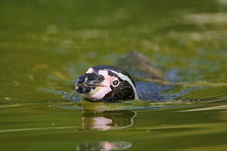 Humboldt Penguin (Spheniscus humboldti)