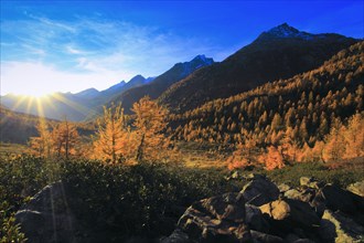 Lötschental, larch forest, Valais, Switzerland, Europe