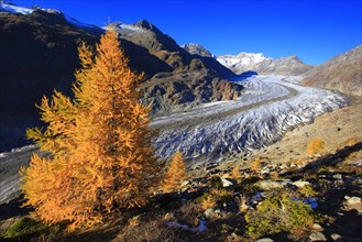 Great Aletsch Glacier and tub horns, European larch, Valais, Switzerland, Europe