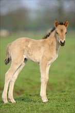 Dülmen wild horse, foal, Merfelder Bruch, Dülmen, North Rhine-Westphalia, lateral, Germany, Europe