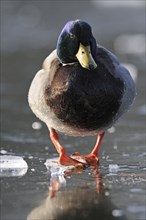 Mallard (Anas platyrhynchos), drake on ice, Germany, Europe