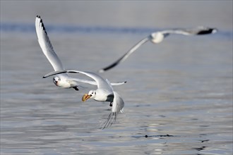 Black-headed Gulls (Larus ridibundus), one with prey, Germany, Europe